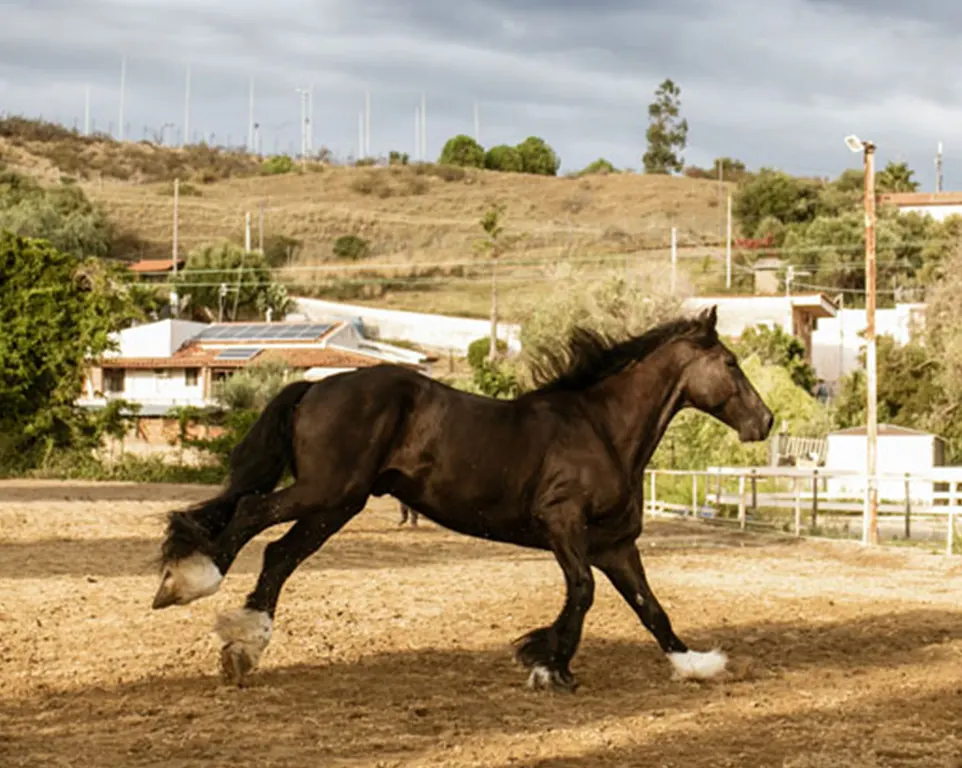 Passeggiate a cavallo Messina